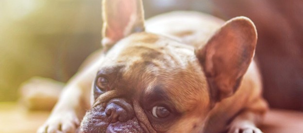 Boston Terrier Koko